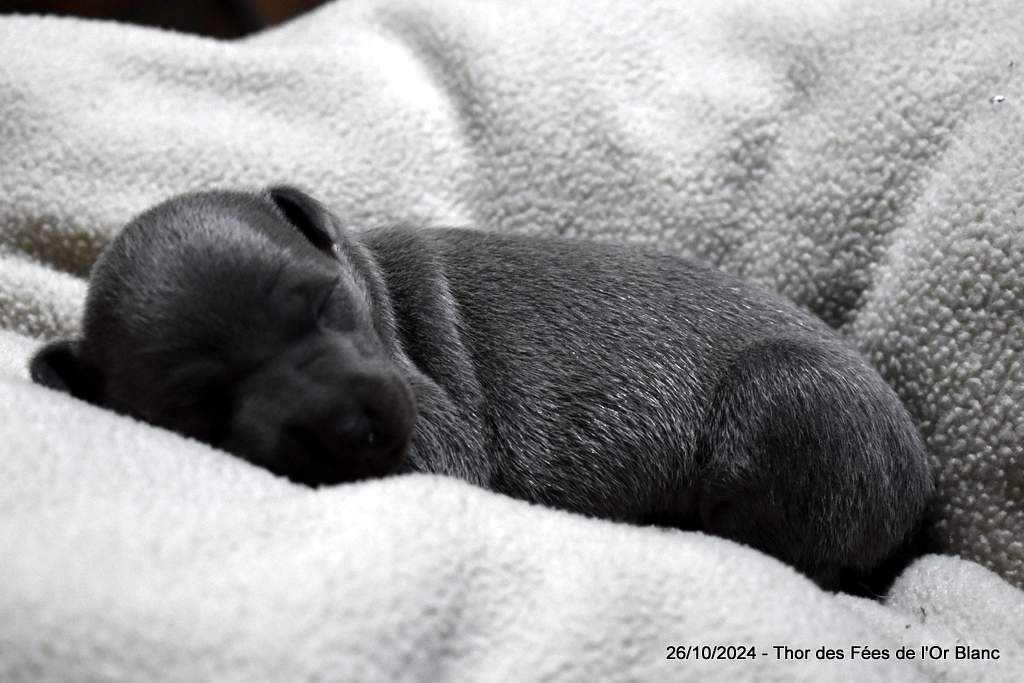 Des Fées De L'Or Blanc - Chiot disponible  - Petit Levrier Italien