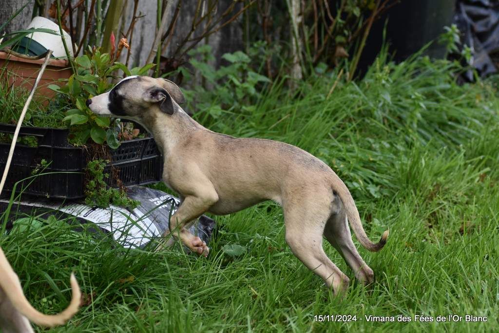 Des Fées De L'Or Blanc - Chiot disponible  - Whippet