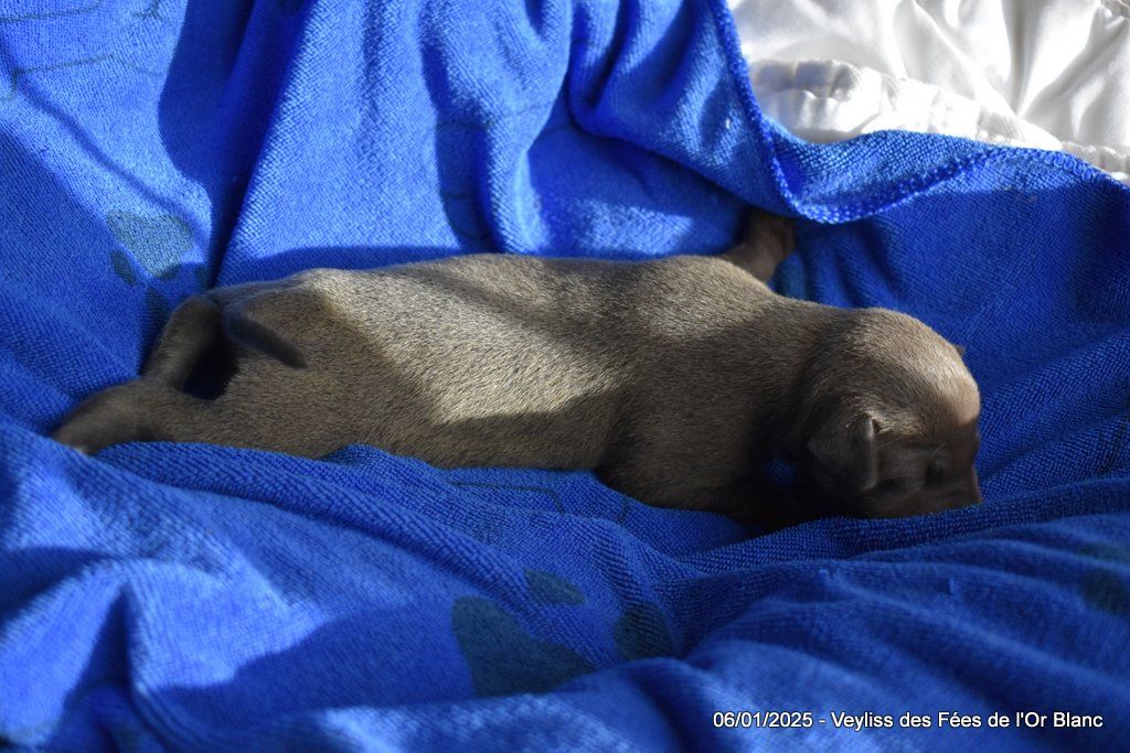 Des Fées De L'Or Blanc - Chiot disponible  - Petit Levrier Italien