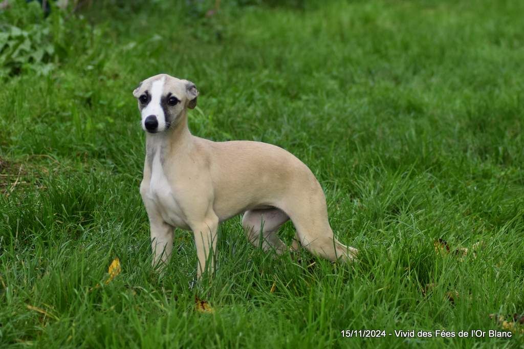 Des Fées De L'Or Blanc - Chiot disponible  - Whippet