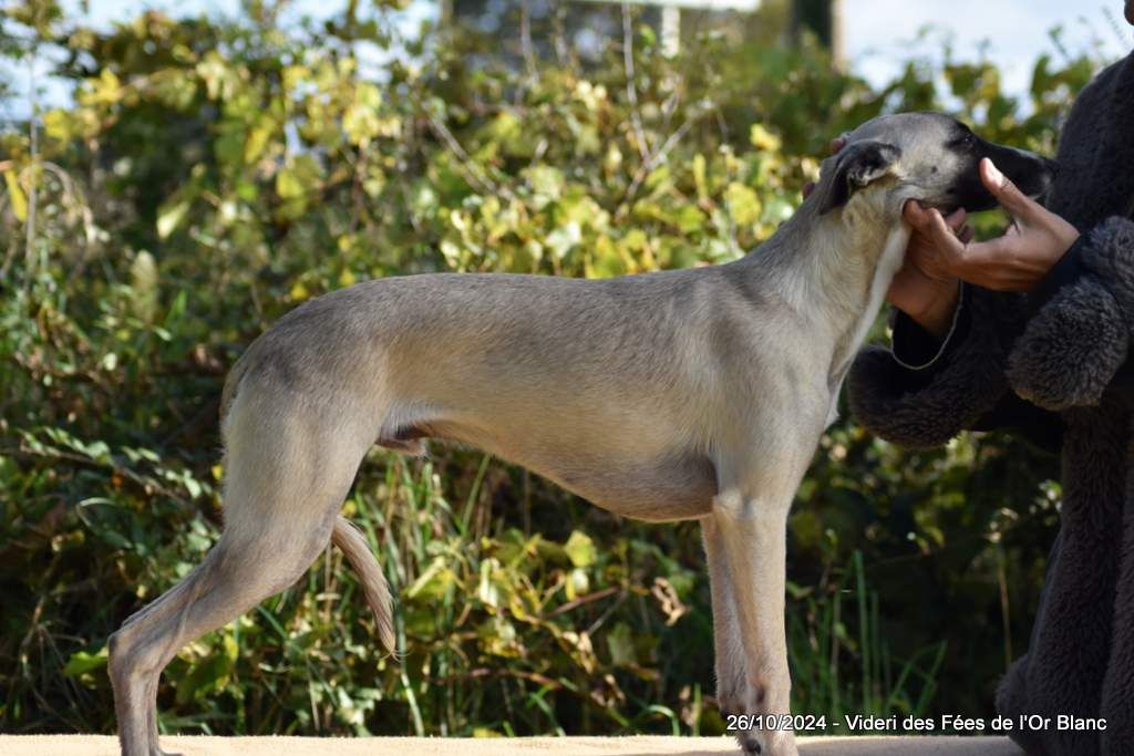 Des Fées De L'Or Blanc - Chiot disponible  - Whippet