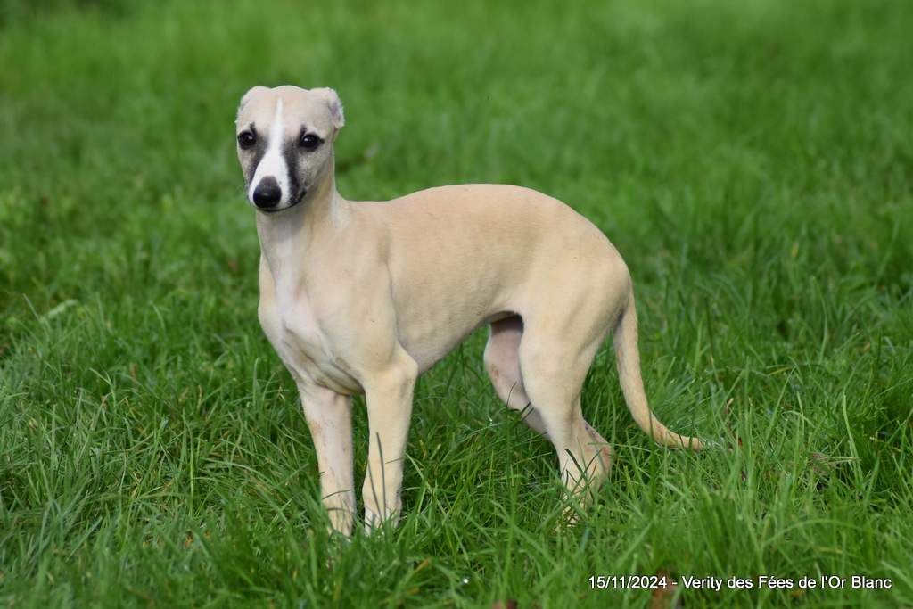 Des Fées De L'Or Blanc - Chiot disponible  - Whippet