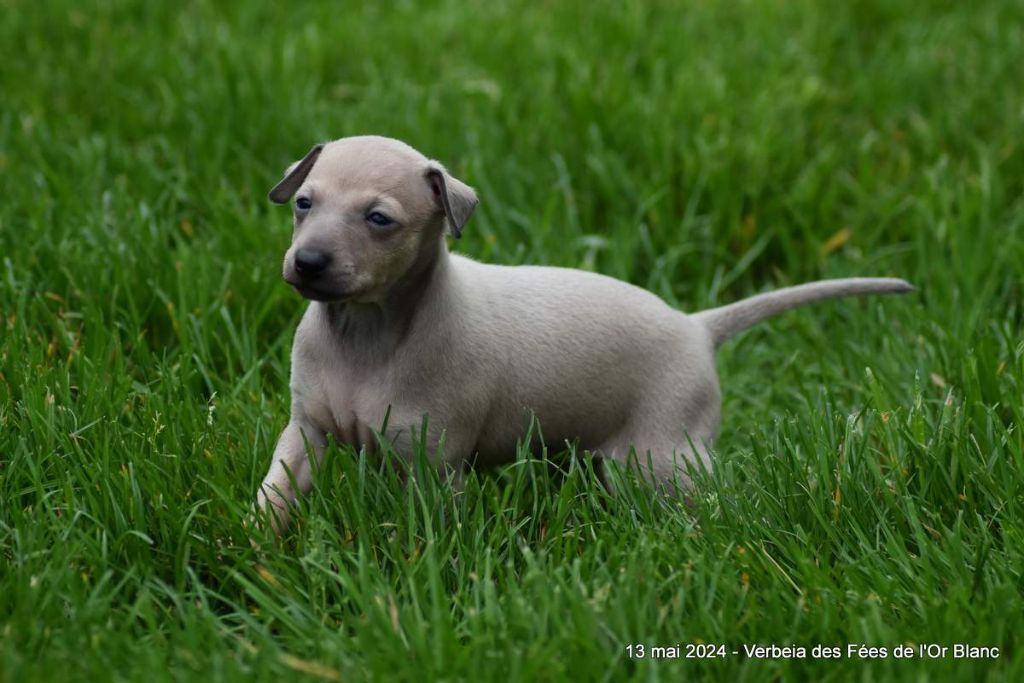 chiot Petit Levrier Italien Des Fées De L'Or Blanc