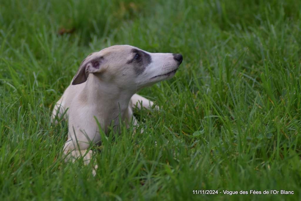 Des Fées De L'Or Blanc - Chiot disponible  - Whippet