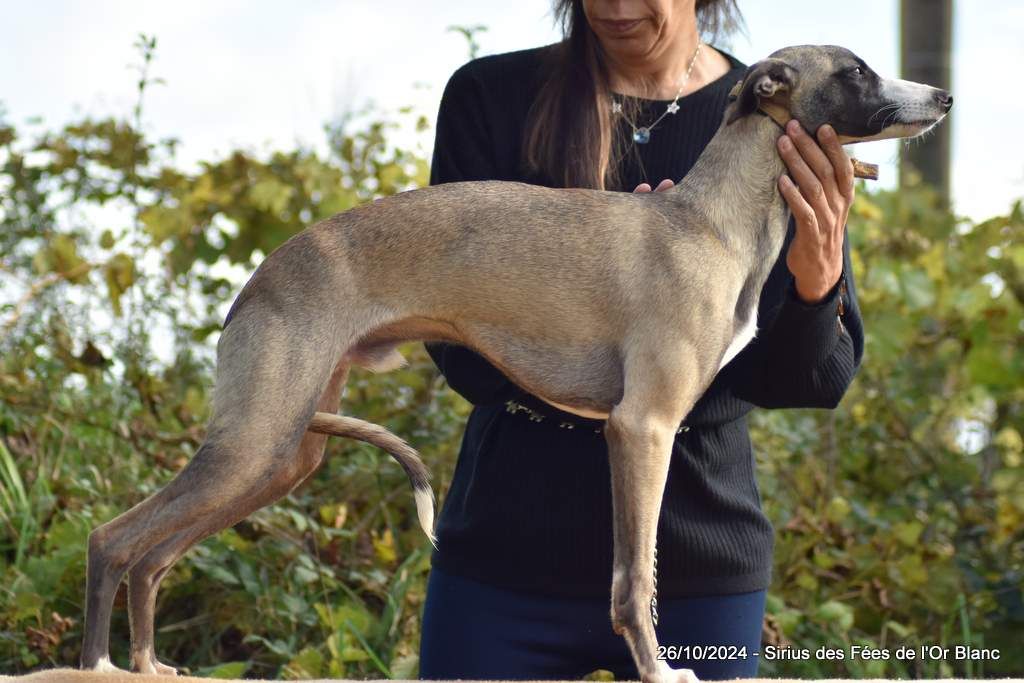 Des Fées De L'Or Blanc - Chiot disponible  - Whippet