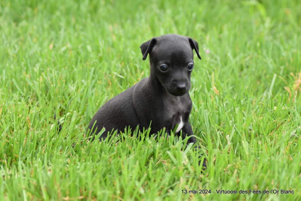 chiot Petit Levrier Italien Des Fées De L'Or Blanc