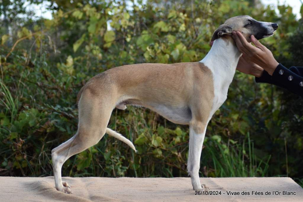 Des Fées De L'Or Blanc - Chiot disponible  - Whippet