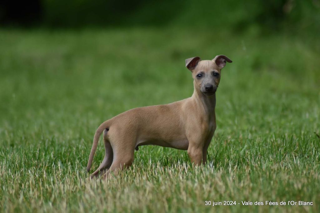 chiot Petit Levrier Italien Des Fées De L'Or Blanc