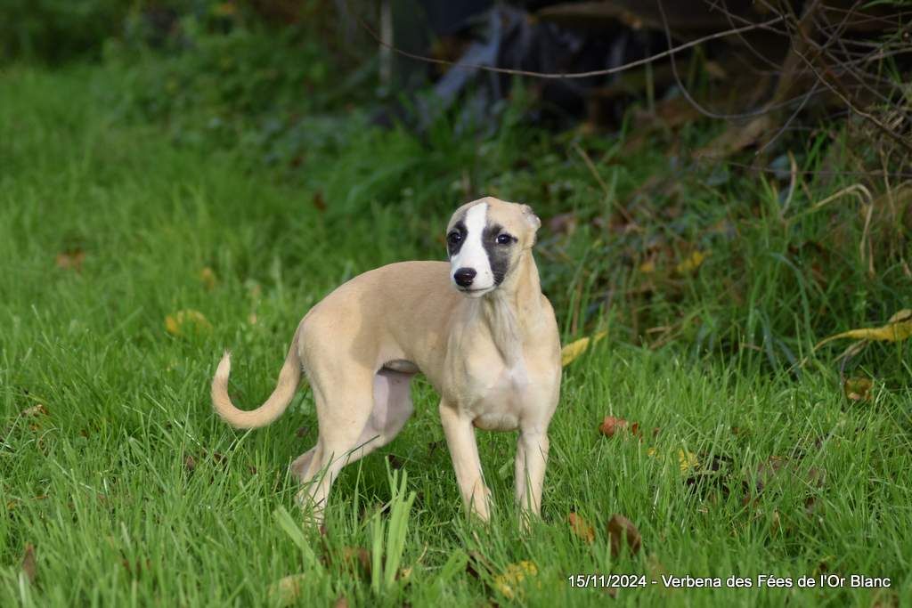 Des Fées De L'Or Blanc - Chiot disponible  - Whippet