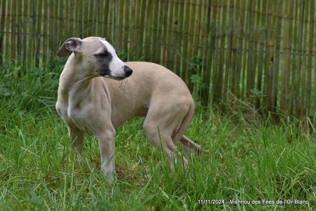 Des Fées De L'Or Blanc - Chiot disponible  - Whippet