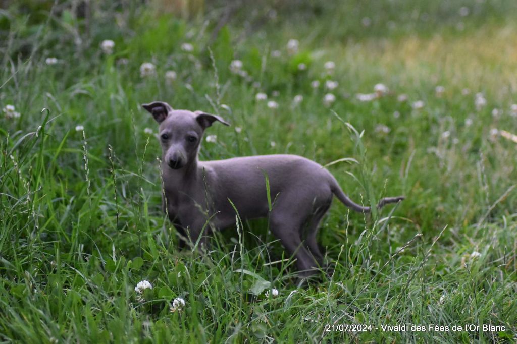 chiot Petit Levrier Italien Des Fées De L'Or Blanc