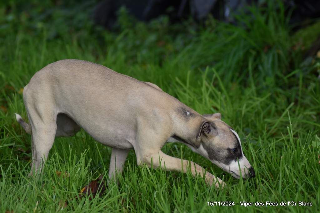 Des Fées De L'Or Blanc - Chiot disponible  - Whippet