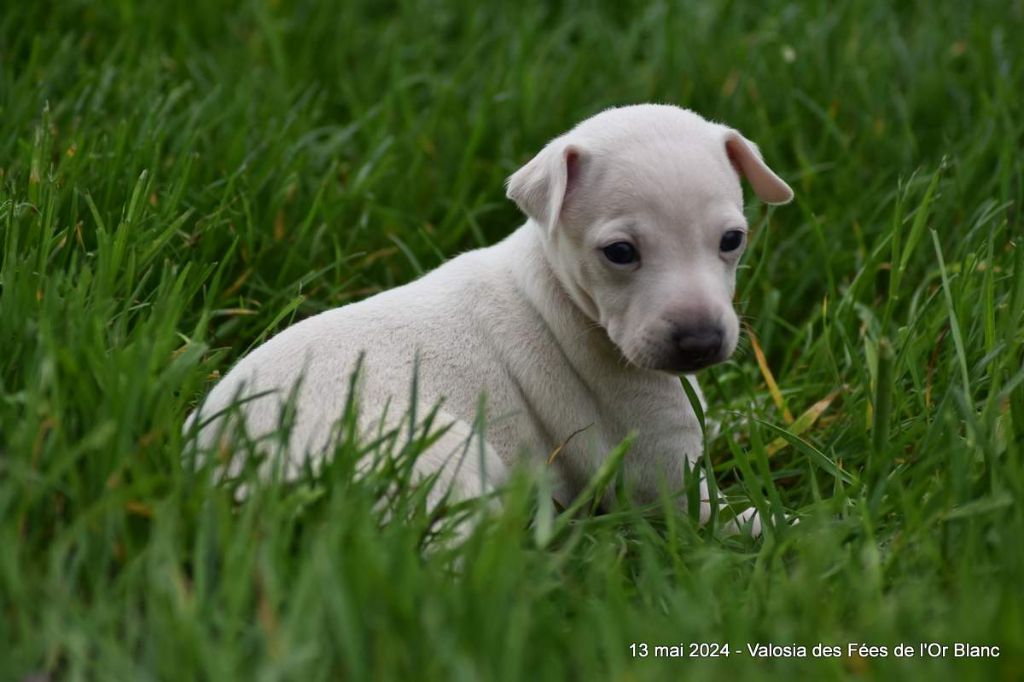 chiot Petit Levrier Italien Des Fées De L'Or Blanc