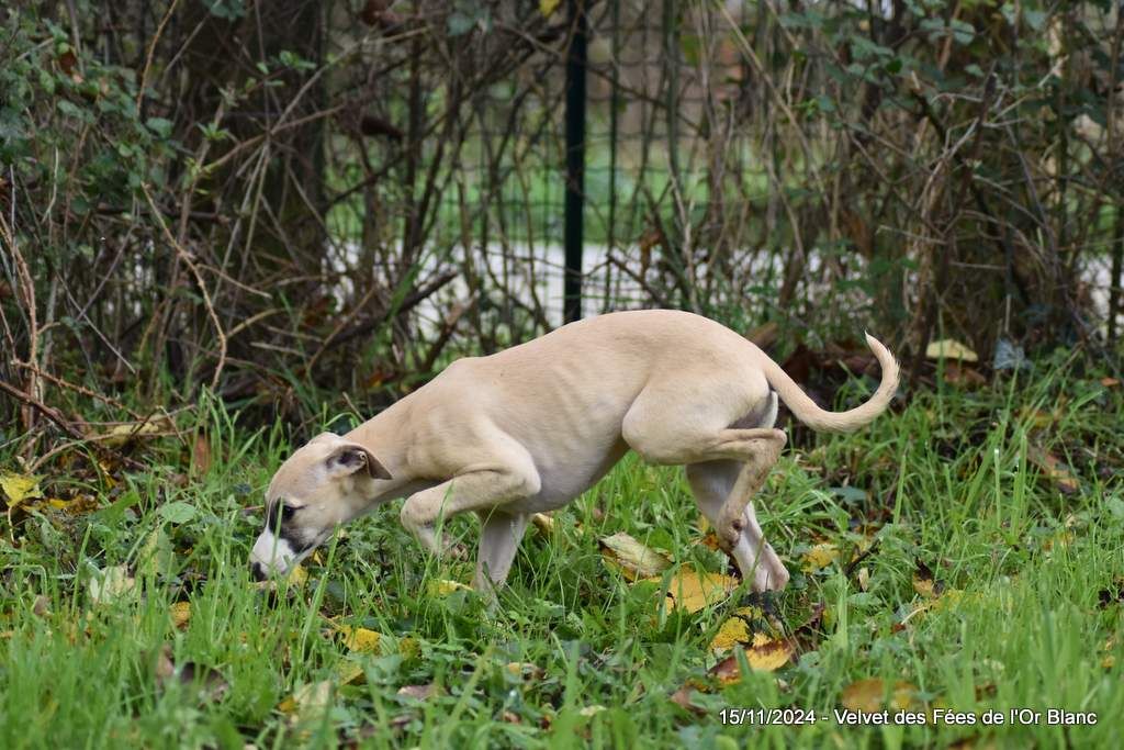 Des Fées De L'Or Blanc - Chiot disponible  - Whippet