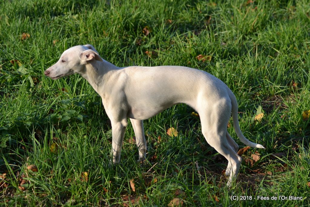 Odalys Des Fées De L'Or Blanc
