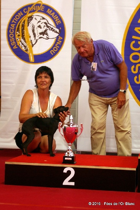 Des Fées De L'Or Blanc - CACS Segré  - Lord Perceval,  BOB, BOG et RBIS !