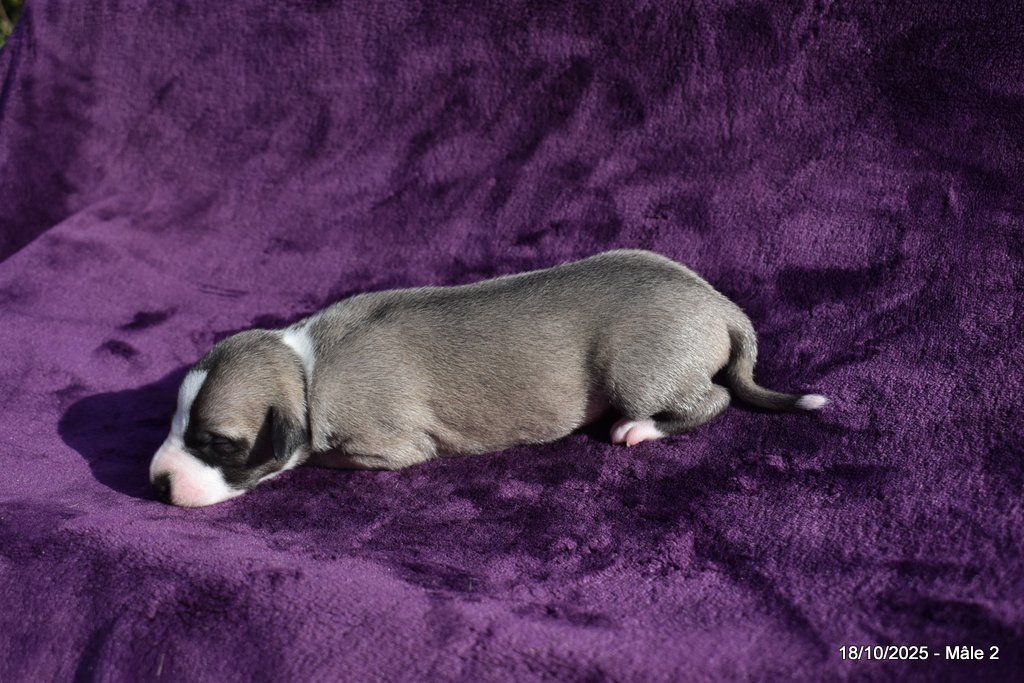 Des Fées De L'Or Blanc - Chiots disponibles - Whippet