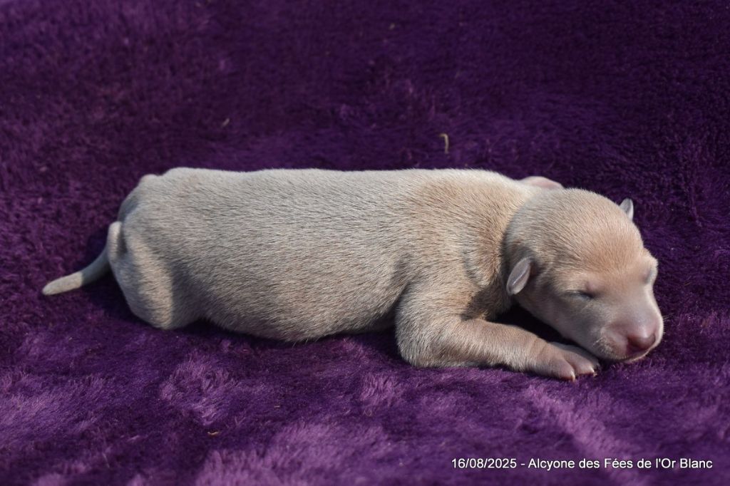 Des Fées De L'Or Blanc - Chiots disponibles - Petit Levrier Italien