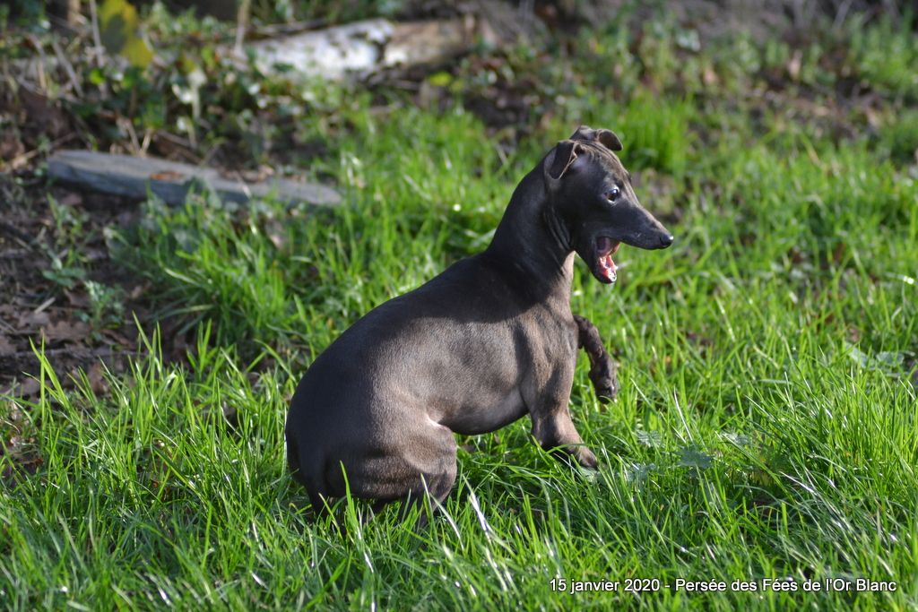 Chiot Petit Levrier Italien Des Fées De L'Or Blanc