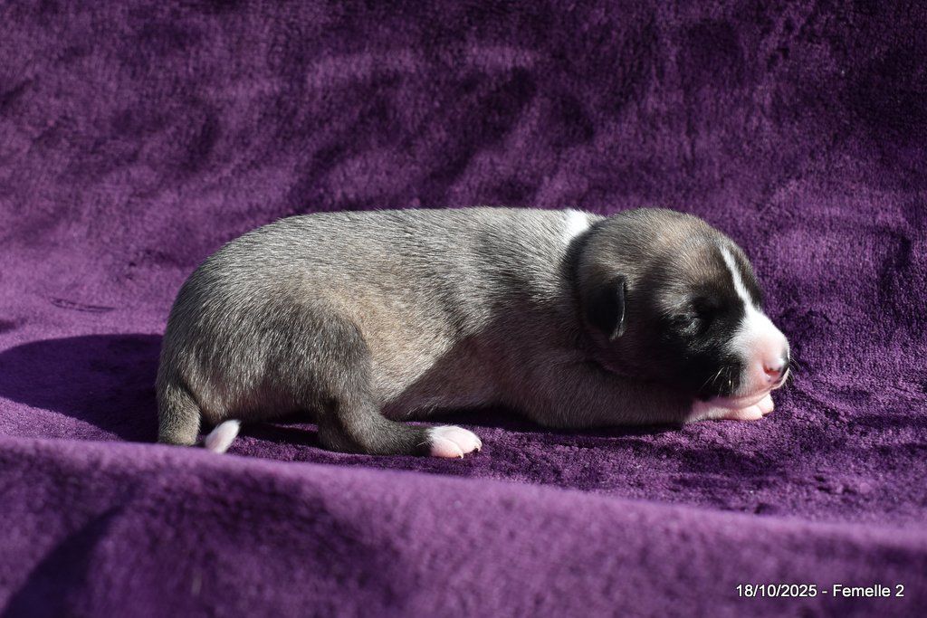 Des Fées De L'Or Blanc - Chiots disponibles - Whippet