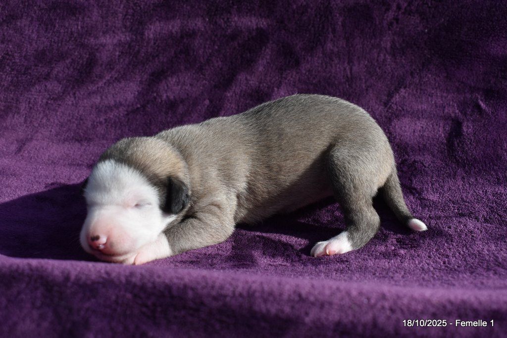 Des Fées De L'Or Blanc - Chiots disponibles - Whippet