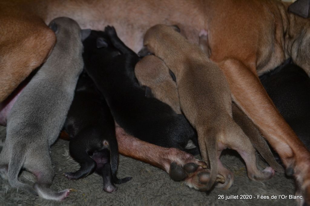 Chiot Petit Levrier Italien Des Fées De L'Or Blanc