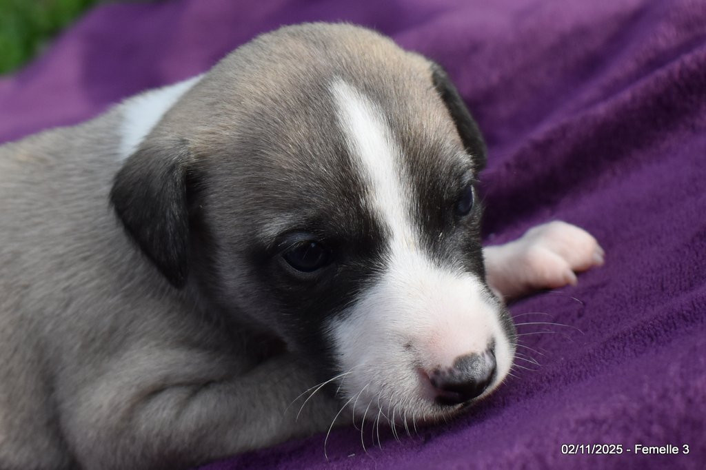 Des Fées De L'Or Blanc - Chiots disponibles - Whippet