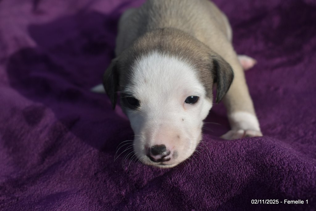 Des Fées De L'Or Blanc - Chiots disponibles - Whippet