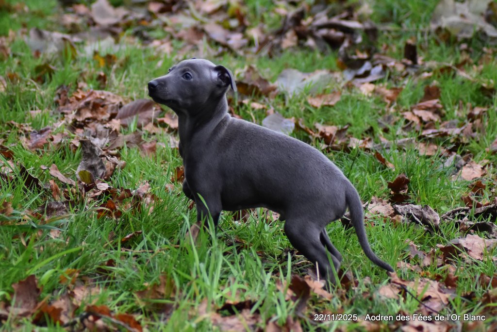 Des Fées De L'Or Blanc - Chiots disponibles - Petit Levrier Italien