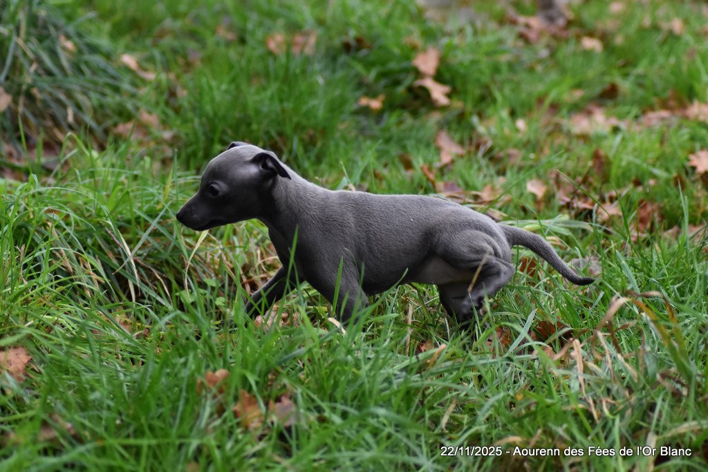 Des Fées De L'Or Blanc - Chiots disponibles - Petit Levrier Italien