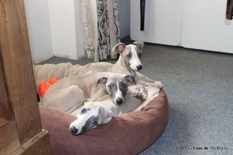 Chiot Whippet Des Fées De L'Or Blanc
