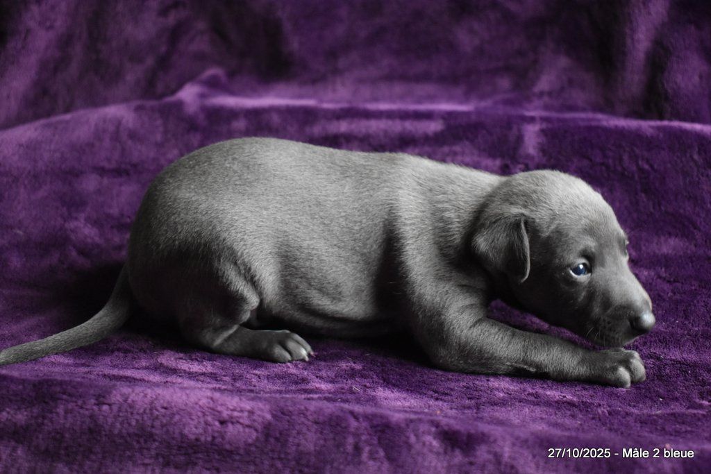 Des Fées De L'Or Blanc - Chiots disponibles - Petit Levrier Italien
