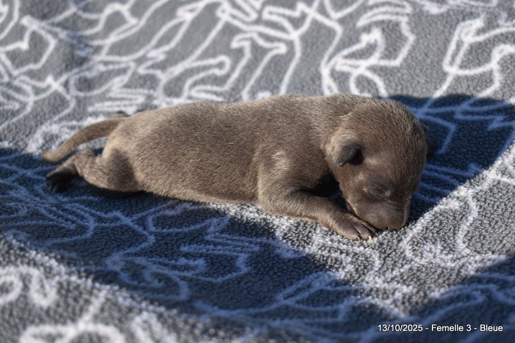 Des Fées De L'Or Blanc - Chiots disponibles - Petit Levrier Italien