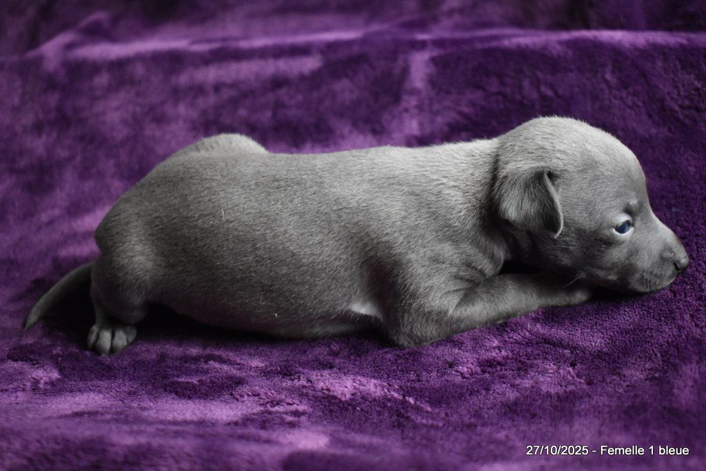 Des Fées De L'Or Blanc - Chiots disponibles - Petit Levrier Italien
