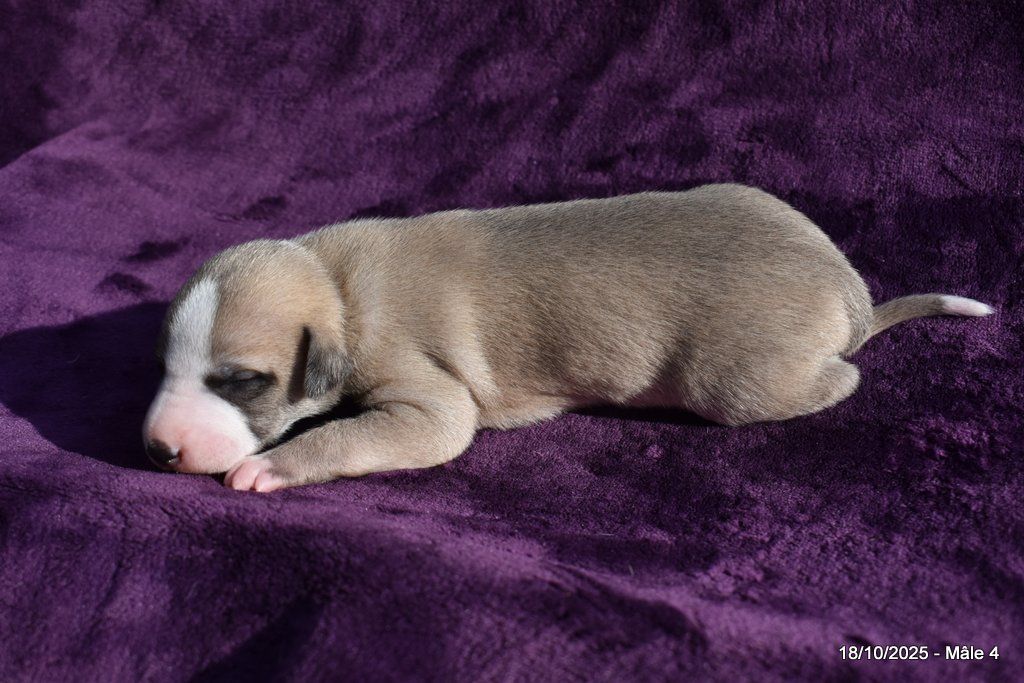 Des Fées De L'Or Blanc - Chiots disponibles - Whippet