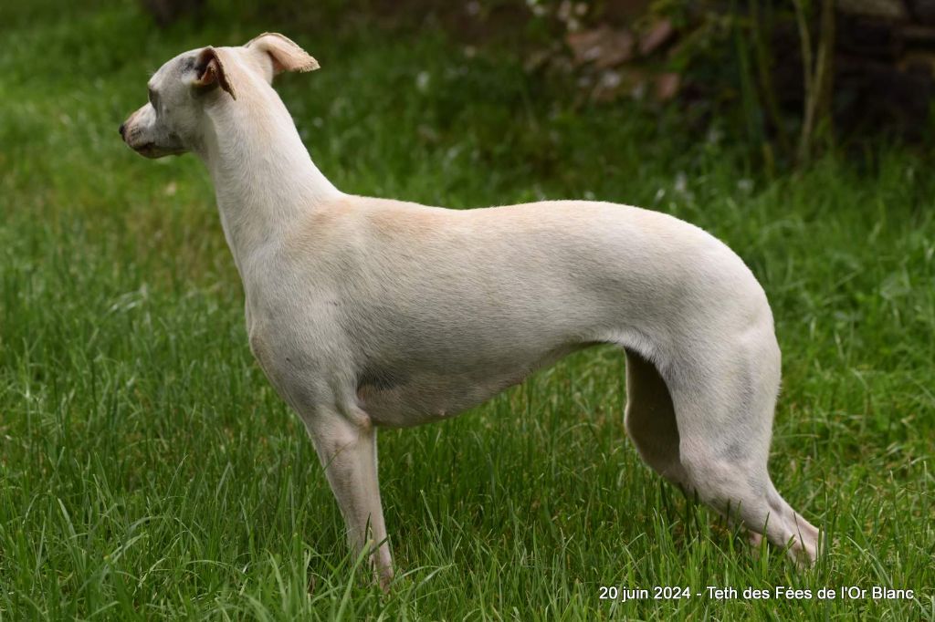 Des Fées De L'Or Blanc - Whippet - Portée née le 08/08/2022