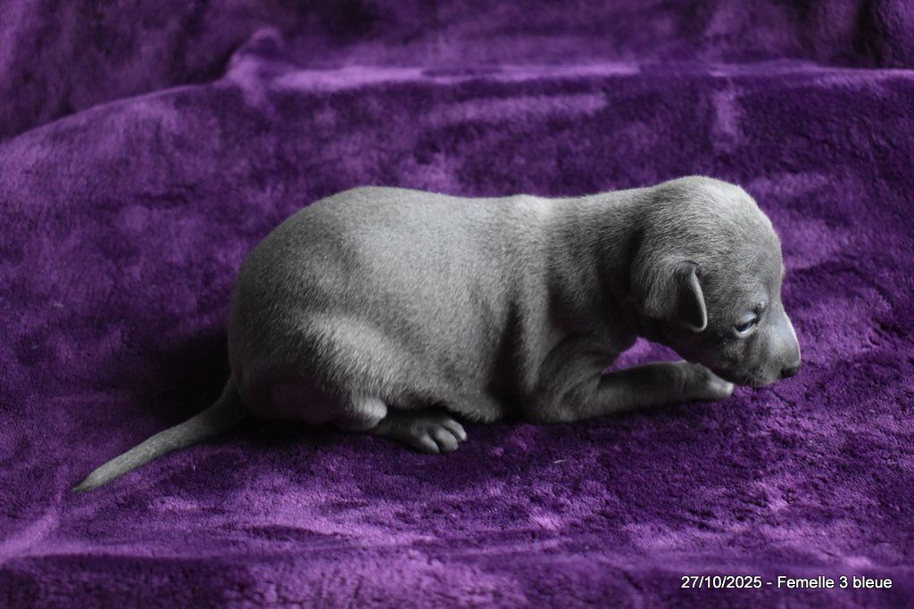 Des Fées De L'Or Blanc - Chiots disponibles - Petit Levrier Italien
