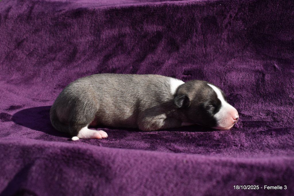 Des Fées De L'Or Blanc - Chiots disponibles - Whippet