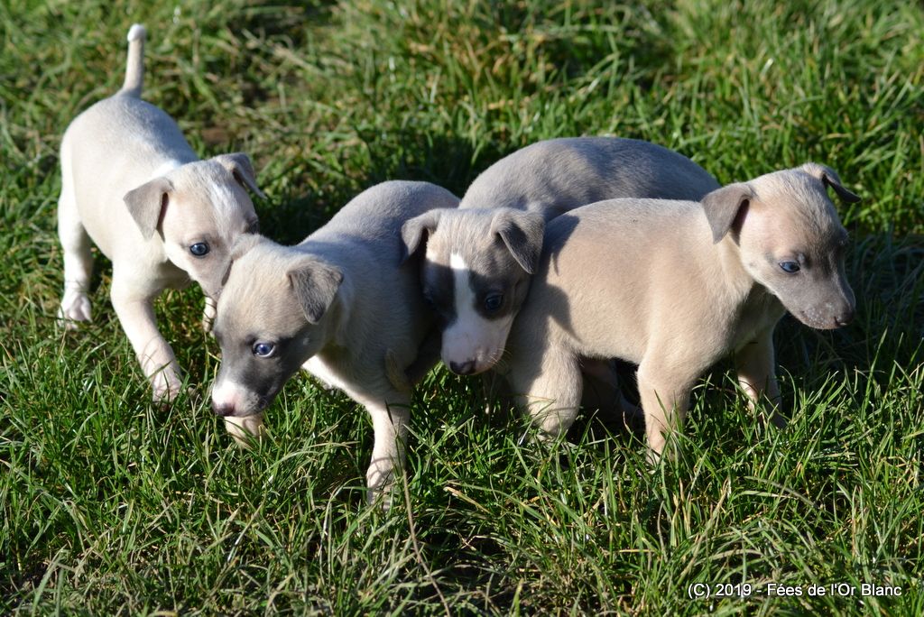 Chiot Whippet Des Fées De L'Or Blanc