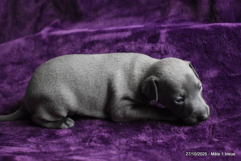 Des Fées De L'Or Blanc - Chiots disponibles - Petit Levrier Italien