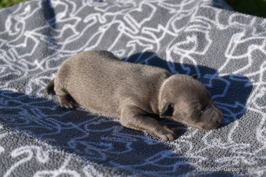 Des Fées De L'Or Blanc - Chiots disponibles - Petit Levrier Italien