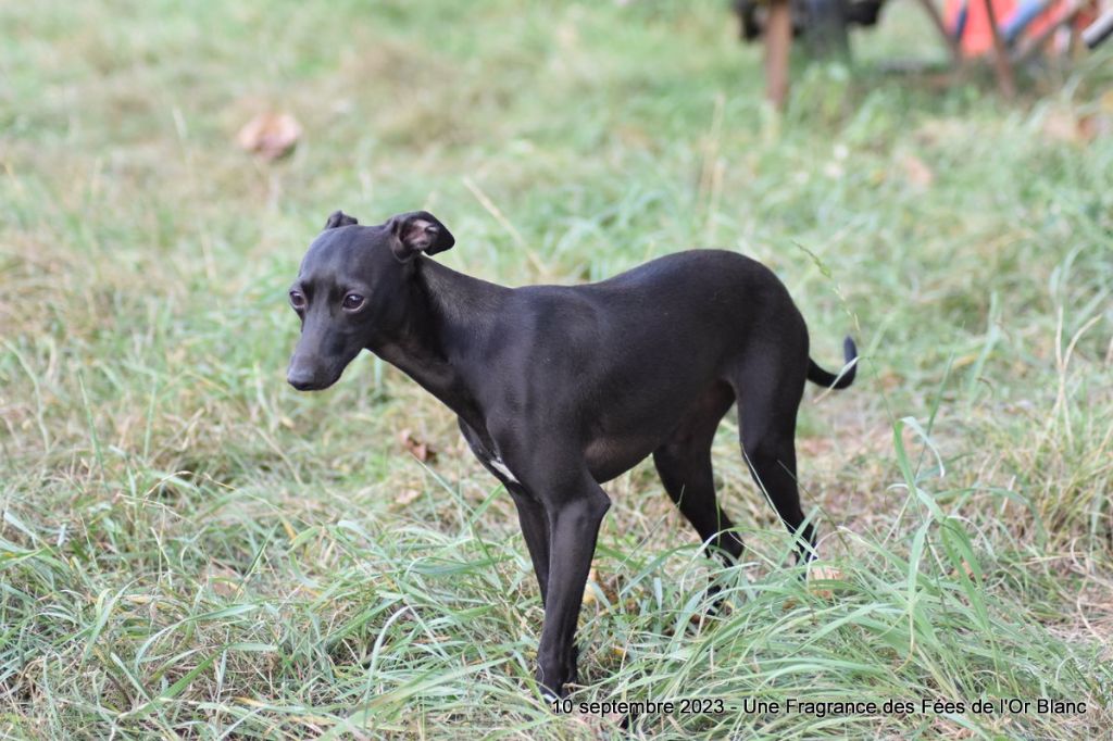 Chiot Petit Levrier Italien Des Fées De L'Or Blanc