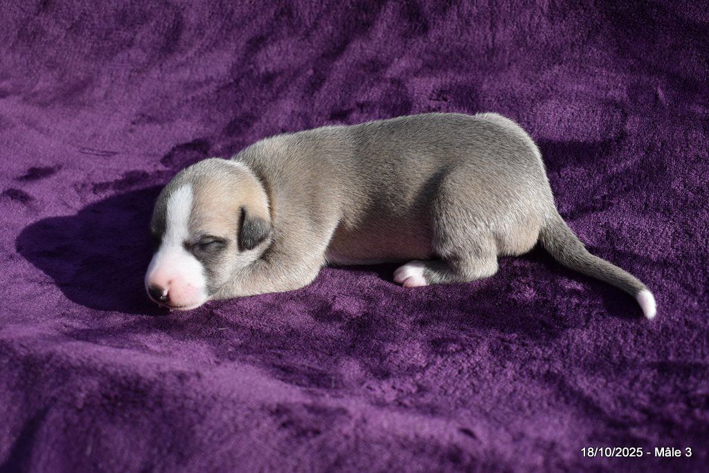Des Fées De L'Or Blanc - Chiots disponibles - Whippet