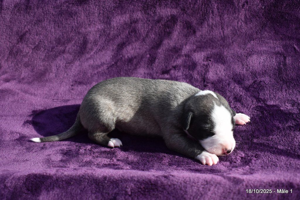 Des Fées De L'Or Blanc - Chiots disponibles - Whippet