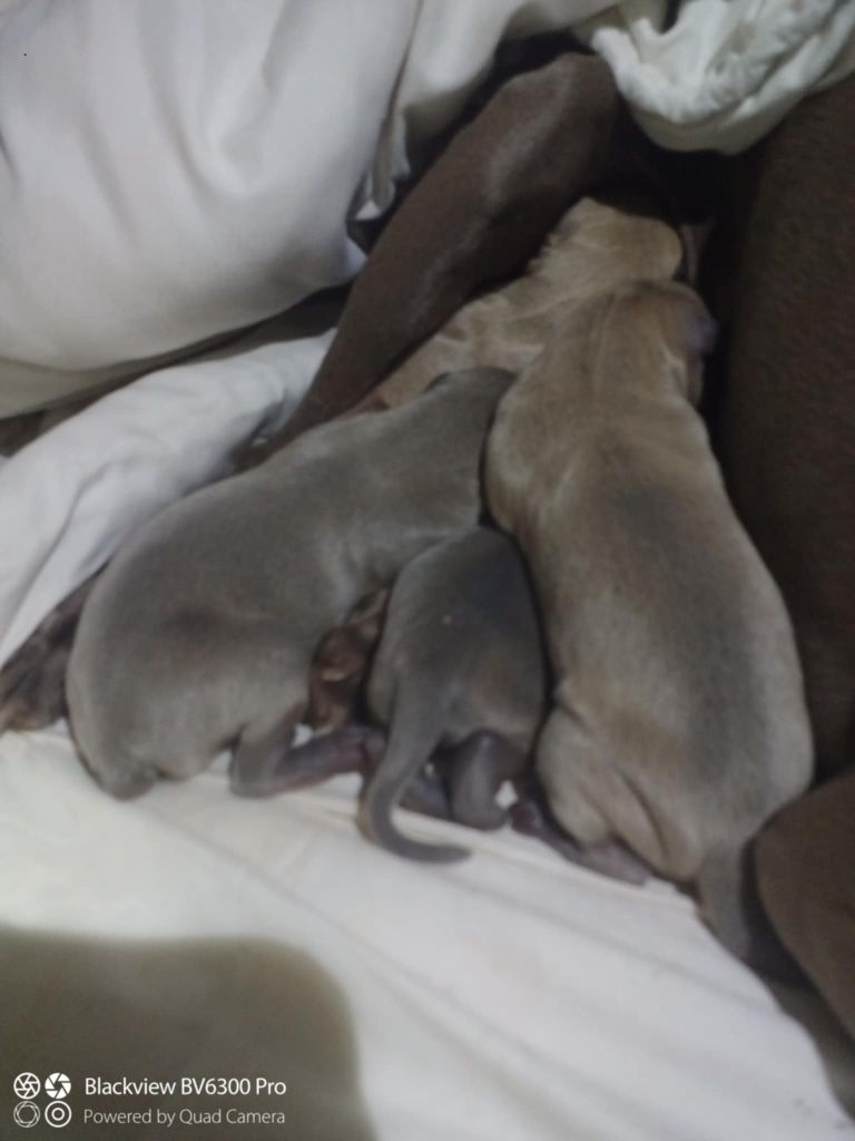 Chiot Petit Levrier Italien Des Fées De L'Or Blanc