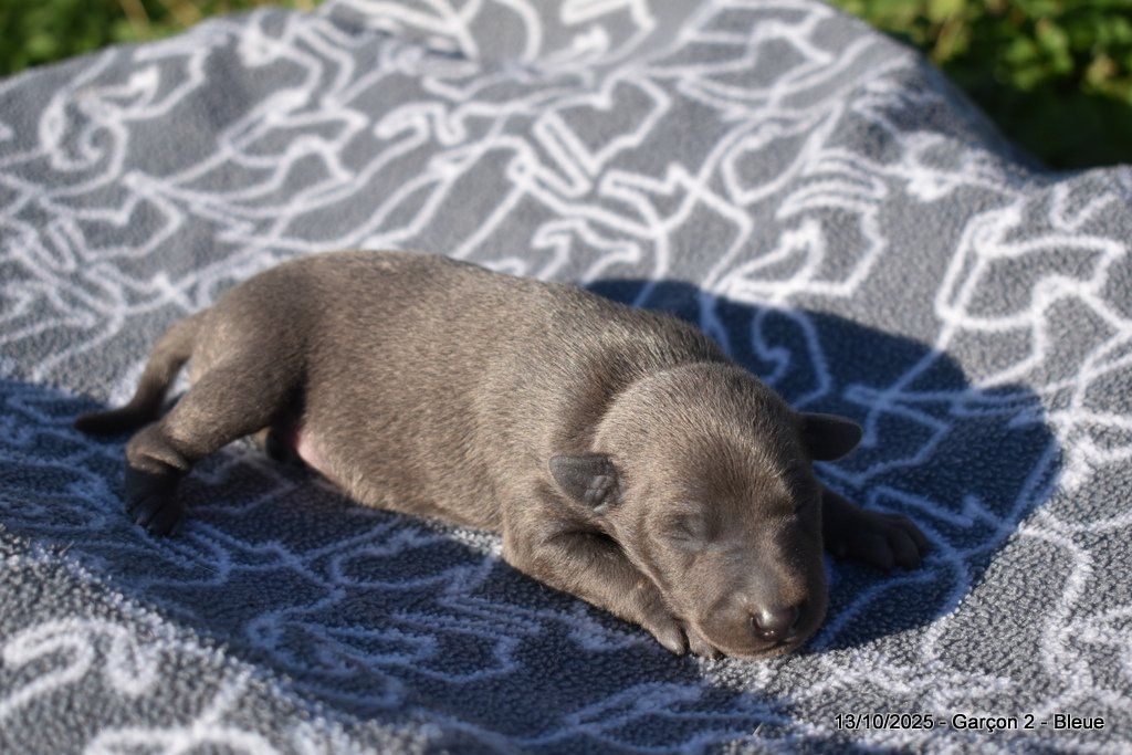 Des Fées De L'Or Blanc - Chiots disponibles - Petit Levrier Italien