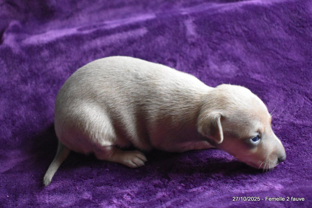 Des Fées De L'Or Blanc - Chiots disponibles - Petit Levrier Italien