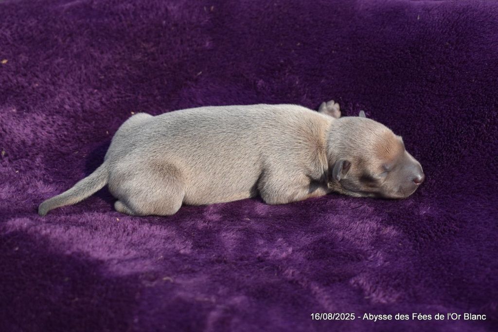 Des Fées De L'Or Blanc - Chiots disponibles - Petit Levrier Italien