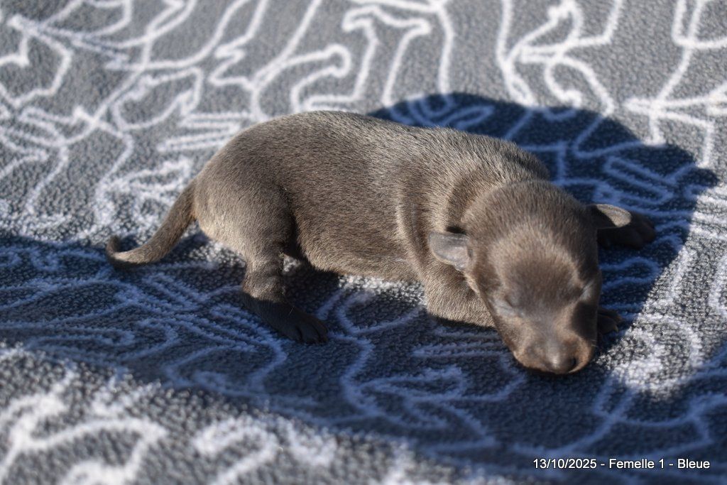 Des Fées De L'Or Blanc - Chiots disponibles - Petit Levrier Italien