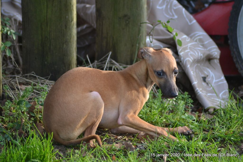 Chiot Petit Levrier Italien Des Fées De L'Or Blanc